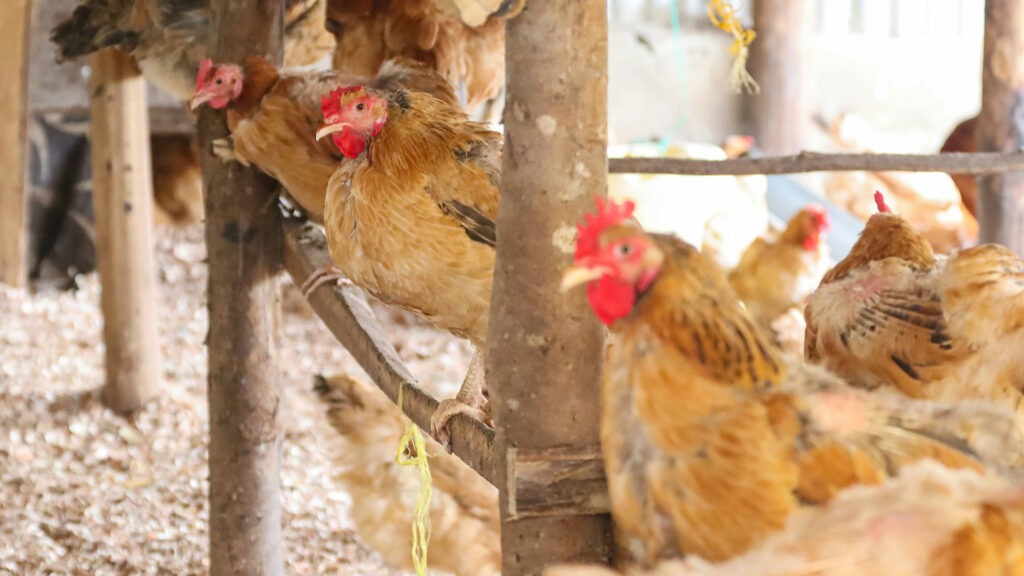 Food-grade chicken farming